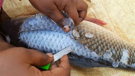 fish skin remover|Effortless Fish Skin Removal: A Comprehensive Guide.